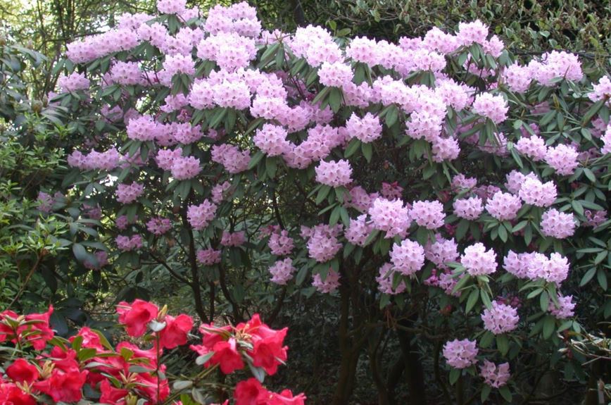 Rhododendron argyrophyllum subsp. argyrophyllum