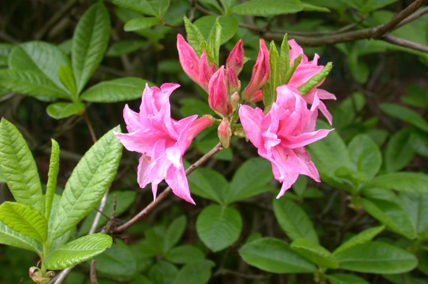 Rhododendron (Rustica Azalea Group) 'Aïda' - Azalea