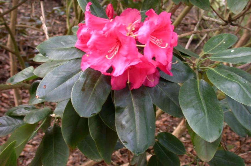 Rhododendron ×candelabrum
