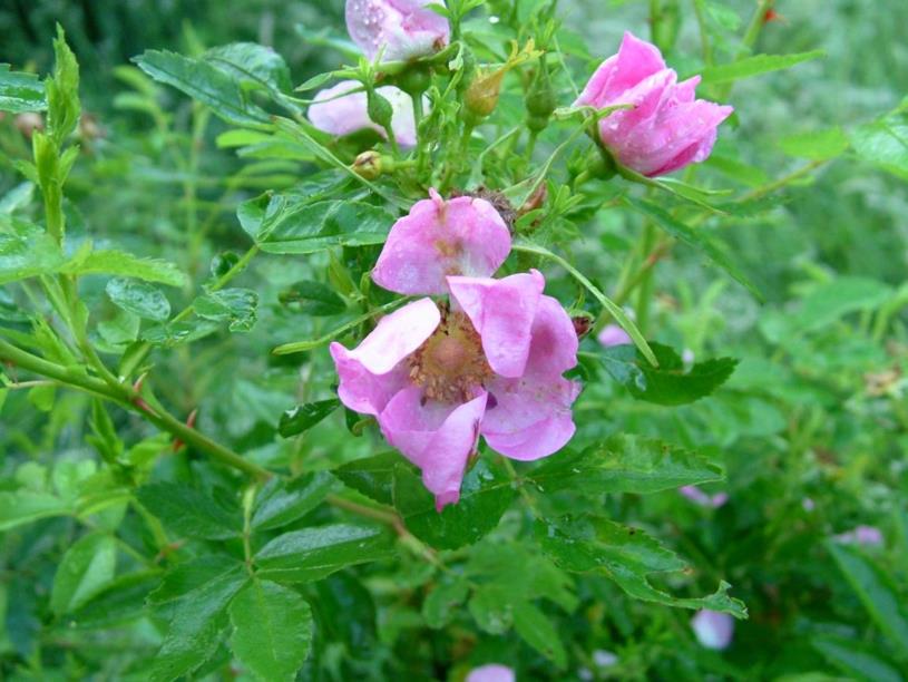 Rosa nitida - Glansroos