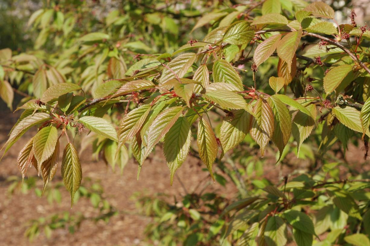 Prunus 'Kursar' - Sierkers