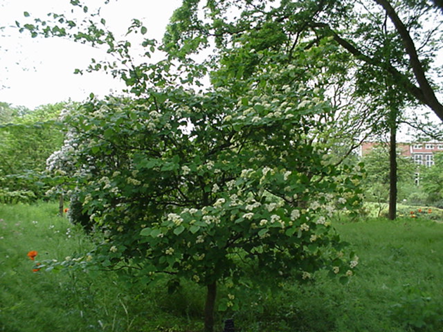 Cornus alternifolia - Pagodenkornoelje