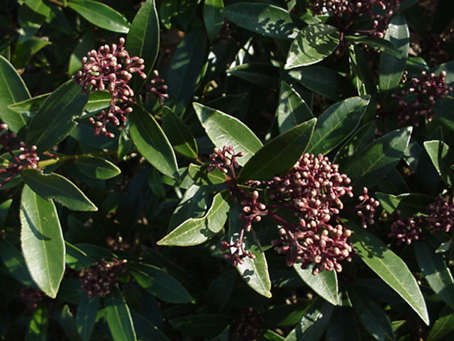 Skimmia japonica (subsp. reevesiana Group) 'Ruby King' - Skimmia