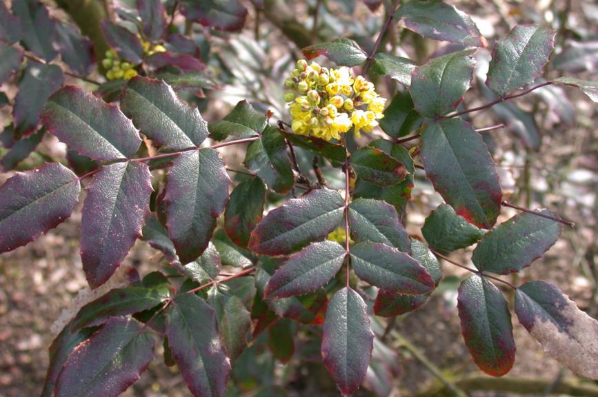 Berberis aquifolium 'Atropurpurea'