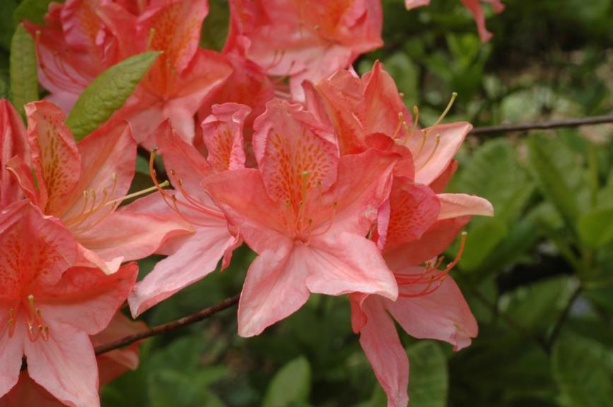 Rhododendron (Mollis Azalea Group) 'Comte de Gomer' - Azalea
