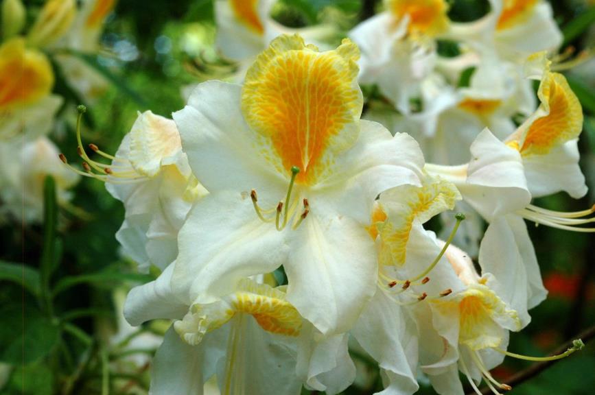 Rhododendron (Knaphill-Exbury Azalea Group) 'Toucan' - Azalea