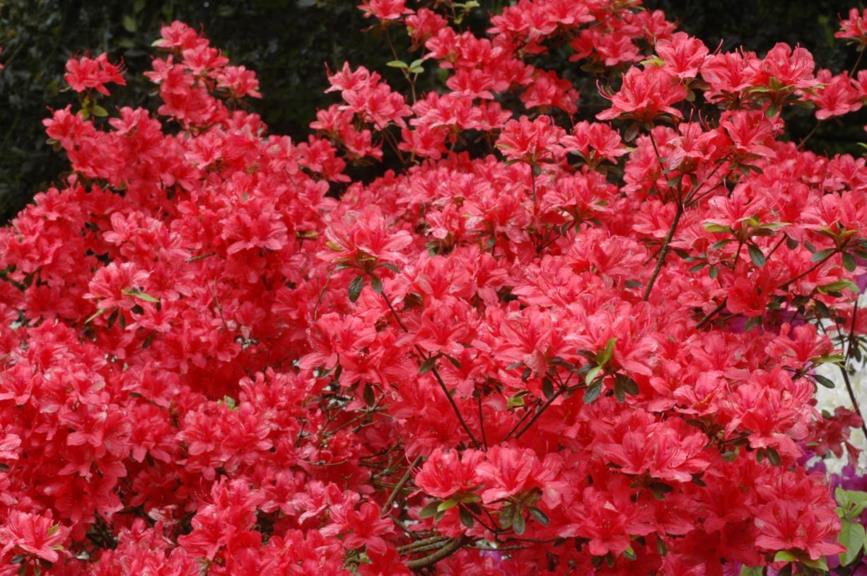 Rhododendron (Tsutsusi Group) 'Anny'