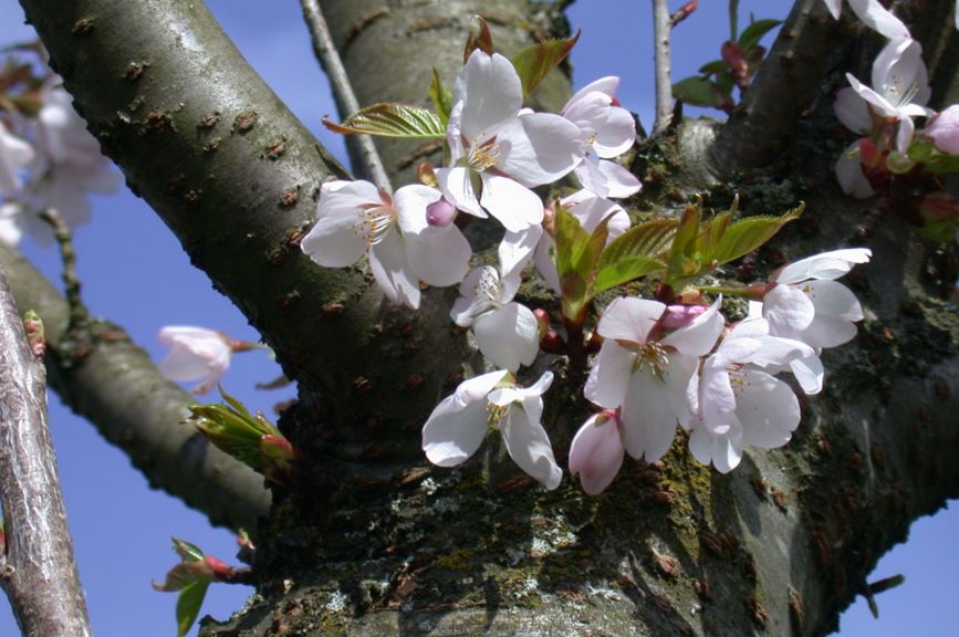 Prunus ×juddii
