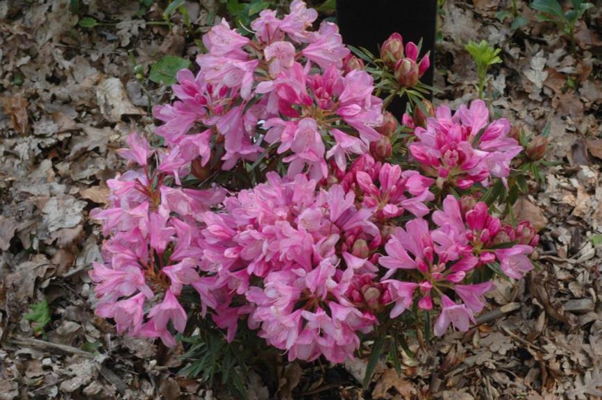 Rhododendron (Ponticum Group) 'Graziella' - Pontische rododendron
