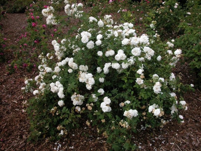 Rosa (Alba Group) 'Mme Plantier' - Roos