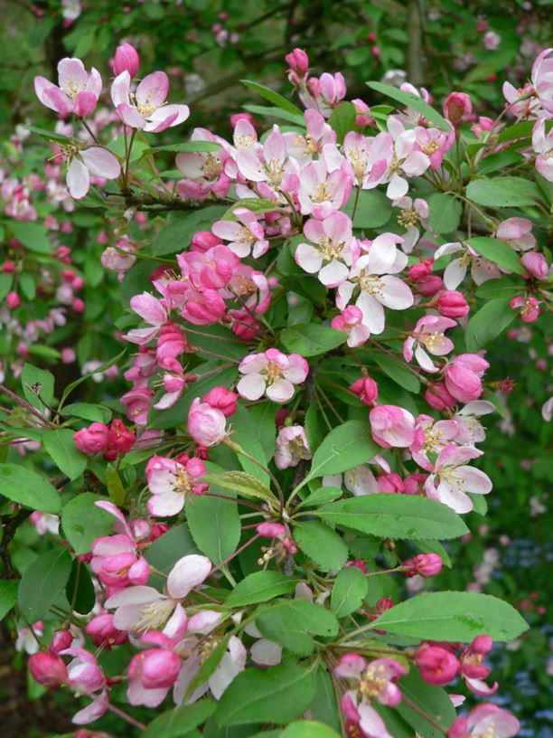 Malus floribunda 'Peachblow' - Sierappel
