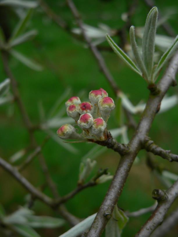 Pyrus salicifolia 'Pendula' - Wilgbladige treurpeer