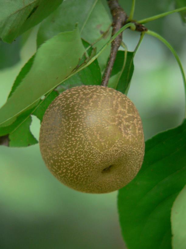 Pyrus ussuriensis - Harbinpeer, Siberian pear