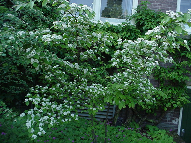 Photinia parvifolia - Glansmispel