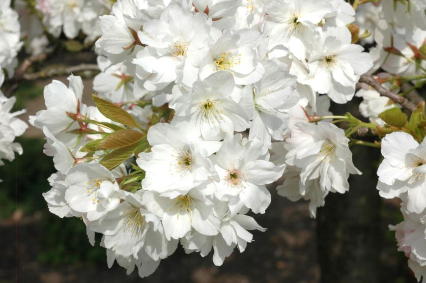 Prunus serrulata 'Ariake' - Japanse sierkers
