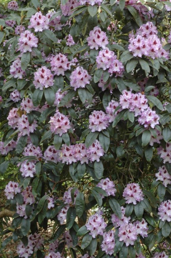 Rhododendron (Tsutsusi Group) 'Schubert' - Rhododendron