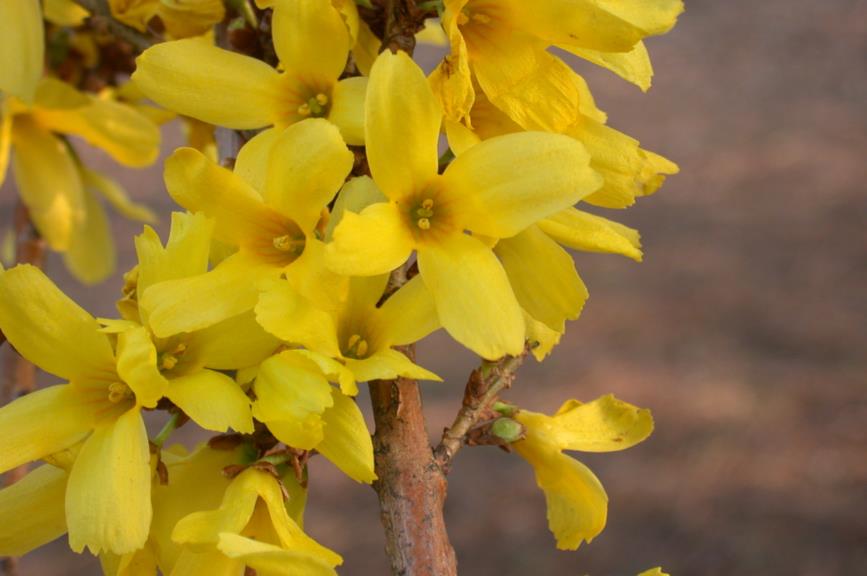 Forsythia ×intermedia 'Tremonia' - Chinees klokje