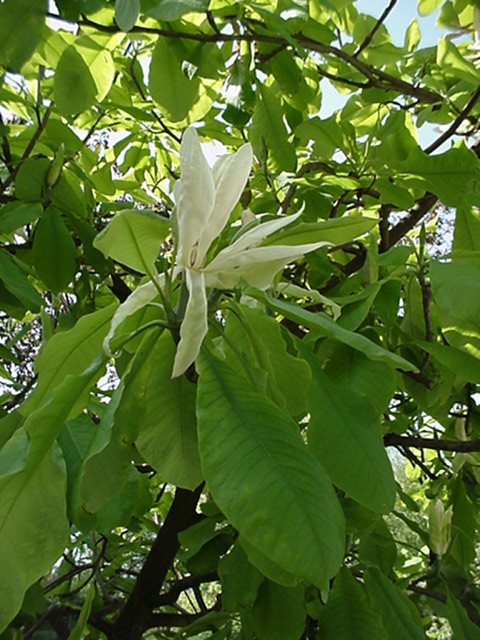 Magnolia tripetala - Westerse magnolia, Umbrella Magnolia
