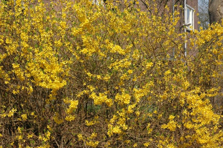 Forsythia ×intermedia 'Lynwood' - Chinees klokje