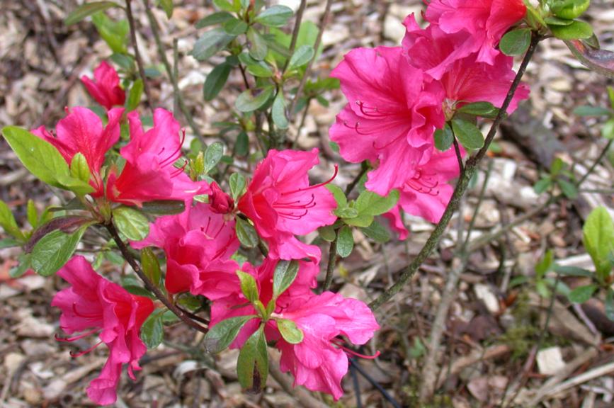 Rhododendron (Japanese Azalea Group) 'Chiara' - Japanse azalea