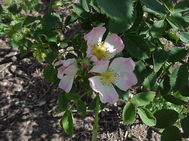 Rosa canina (Rootstock Group) 'Pfänder' - Roos