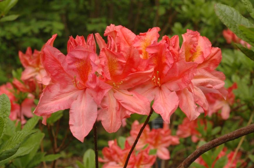 Rhododendron (Ghent Azalea Group) 'Joseph Baumann' - Azalea