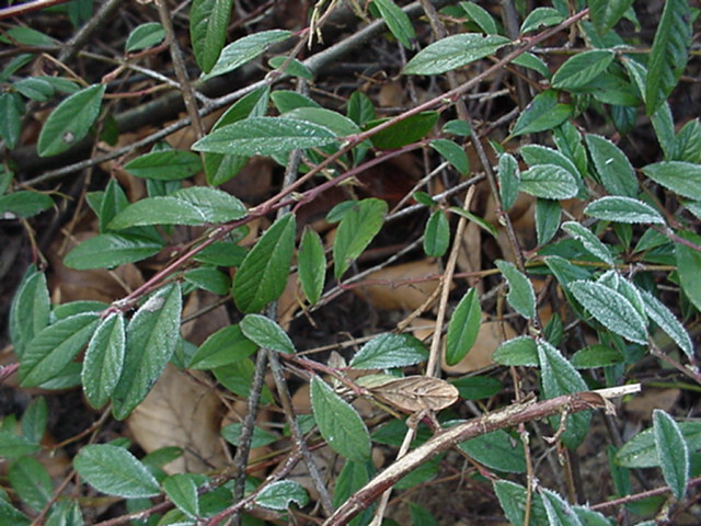 Cotoneaster salicifolius 'Repens' - Wilgbladige cotoneaster