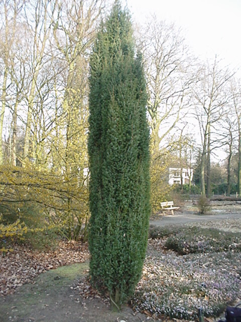 Juniperus communis var. communis - Jeneverbes