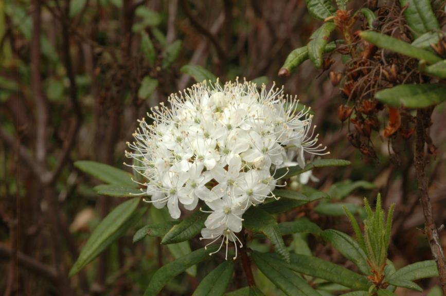 Rhododendron tolmachevii