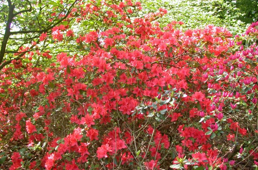 Rhododendron (Tsutsusi Group) 'Orange Beauty'