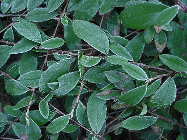Cotoneaster salicifolius 'Pendulus' - Wilgbladige cotoneaster