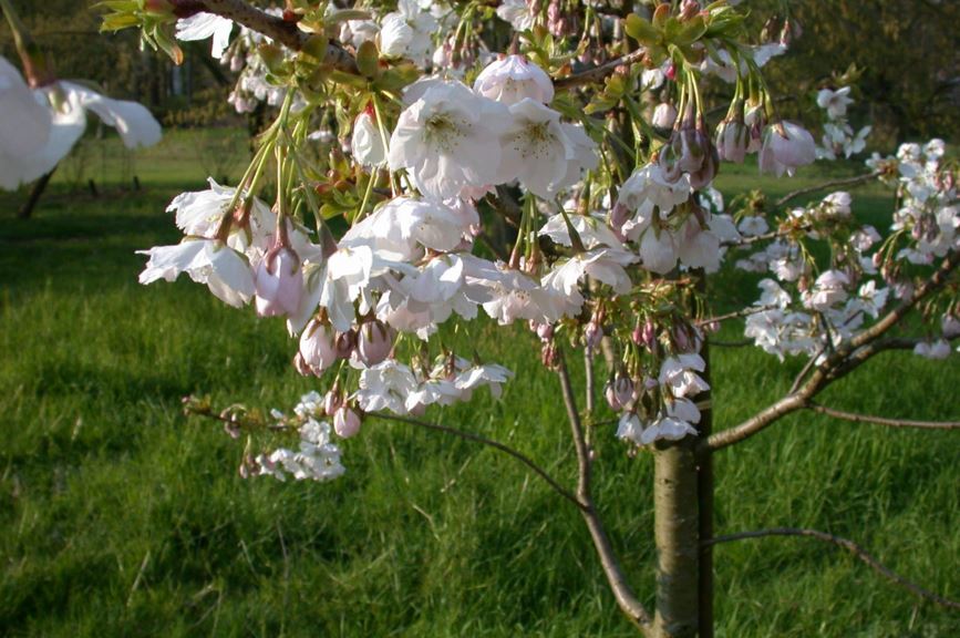 Prunus speciosa - Ōshima-kers