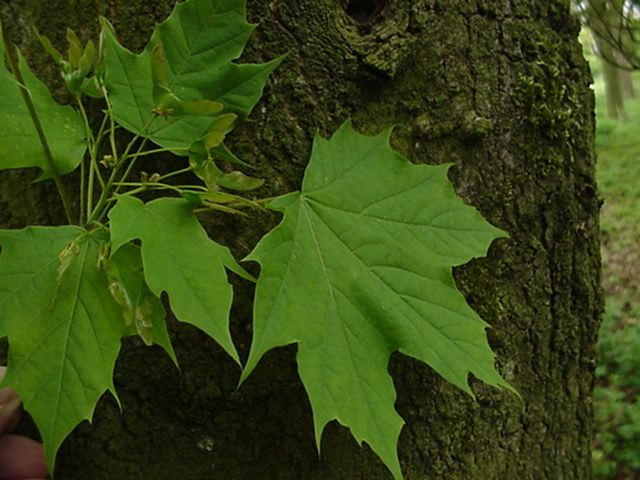 Acer platanoides 'Columnare' - Noorse esdoorn