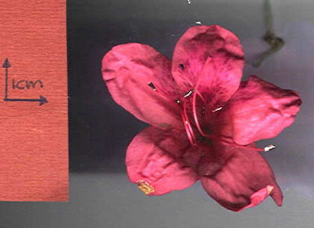 Rhododendron obtusum - Japanse azalea