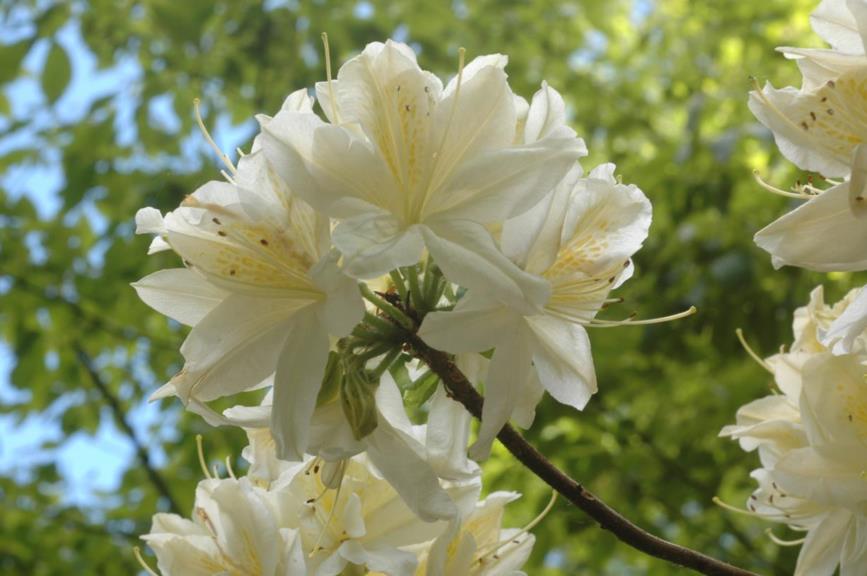 Rhododendron (Mollis Azalea Group) 'Dante Gabriel Rossetti' - Azalea