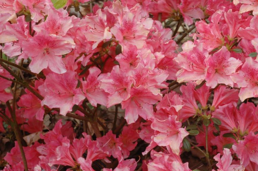 Rhododendron austrinum - Azalea