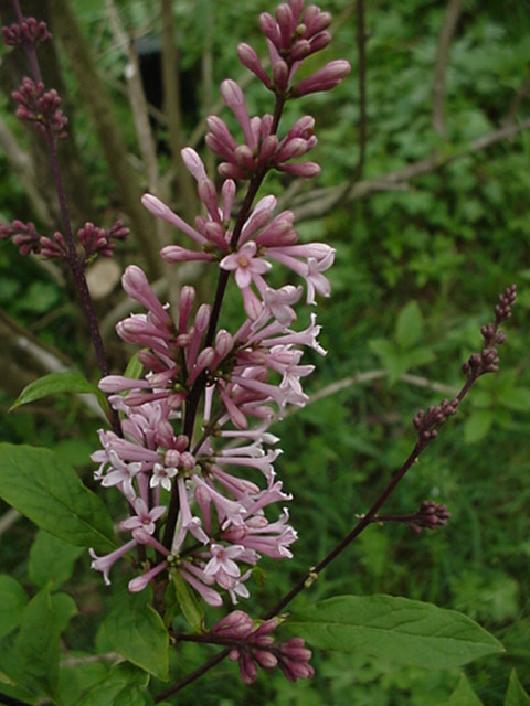 Syringa (Villosae Group) 'Bellicent' - Canadese sering