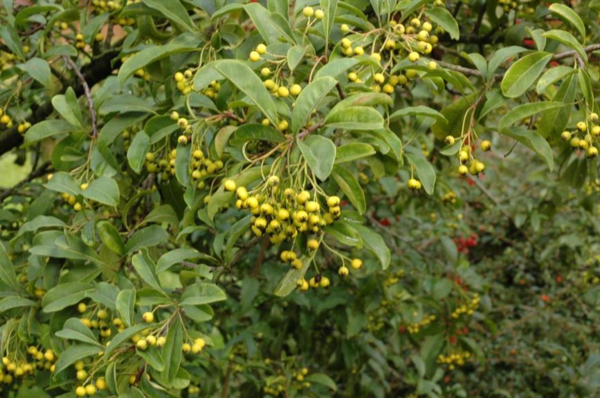 Photinia davidiana 'Fructu Luteo' - Glansmispel