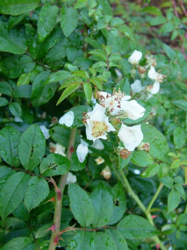 Rosa multiflora (Multiflora Group) cv. - Veelbloemige roos