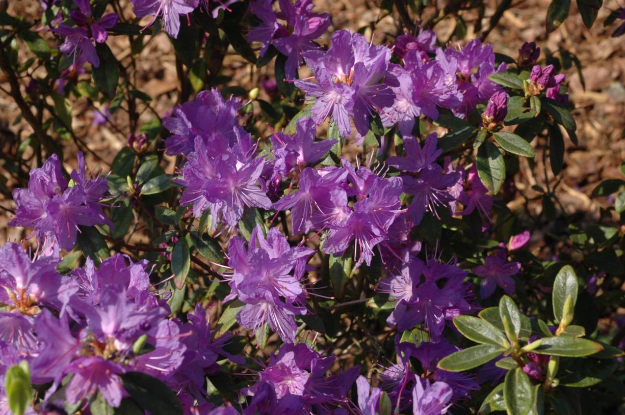 Rhododendron 'St. Minver'