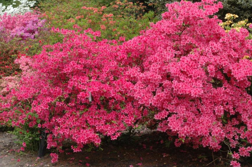 Rhododendron (Tsutsusi Group) 'Kathleen'