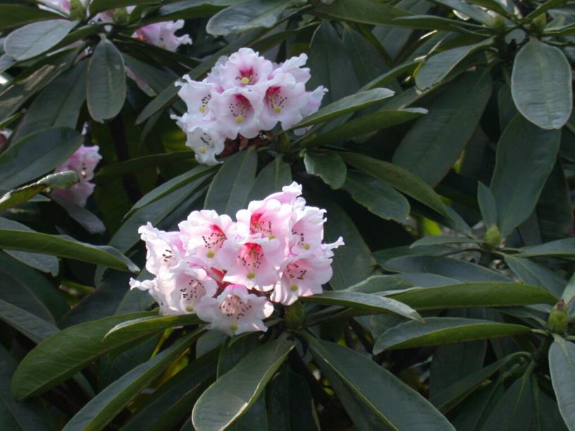 Rhododendron calophytum - Rhododendron