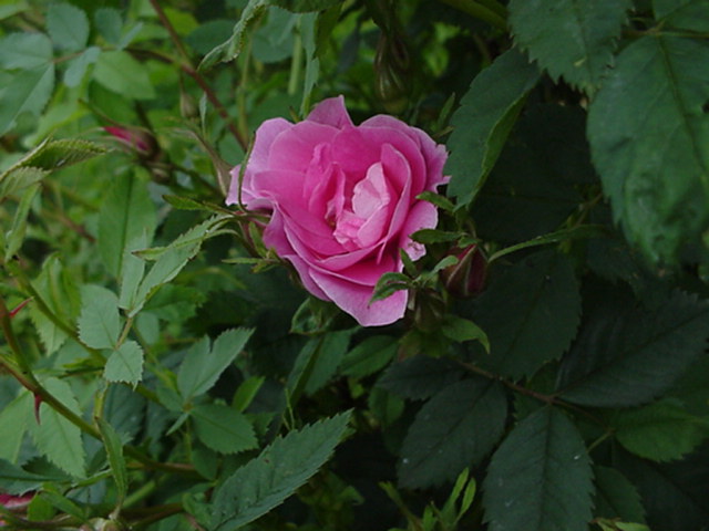 Rosa (Kordesii Hybride Group) 'John Cabot' - Roos