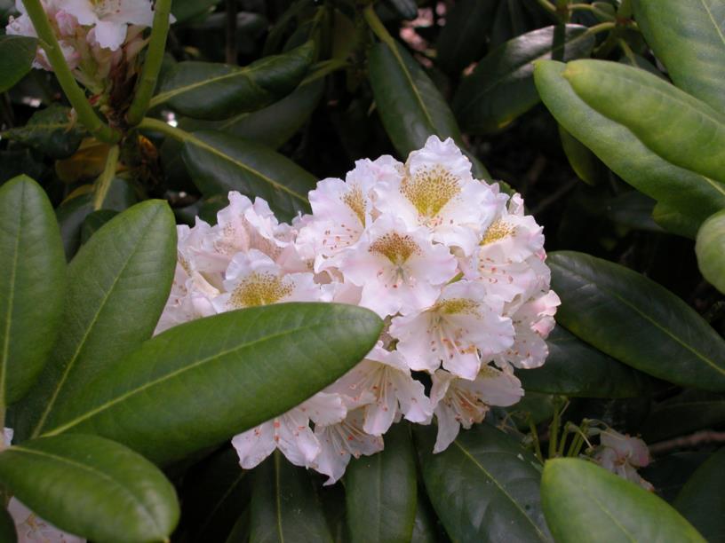 Rhododendron brachycarpum - Rhododendron