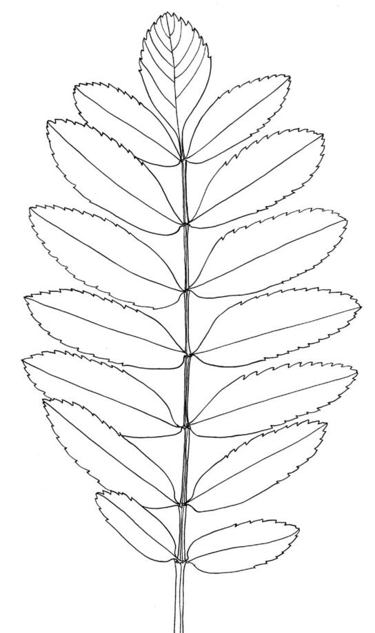 Sorbus aucuparia 'Xanthocarpa' - Lijsterbes
