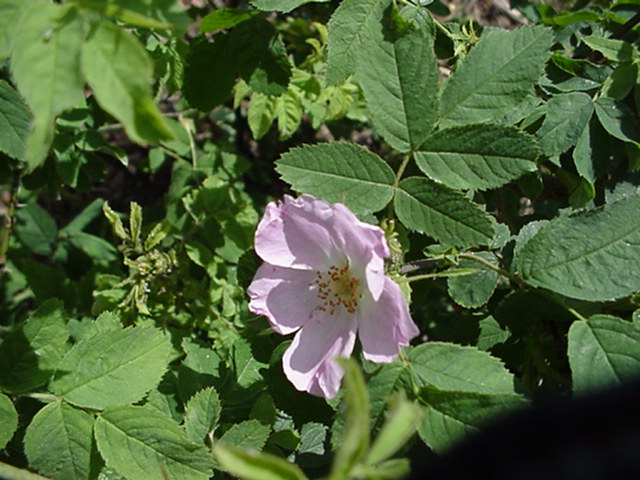 Rosa villosa var. arduennensis - Bottelroos