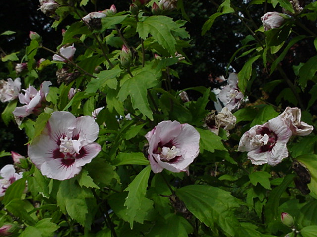 Hibiscus syriacus 'Lady Stanley' - Tuinhibiscus