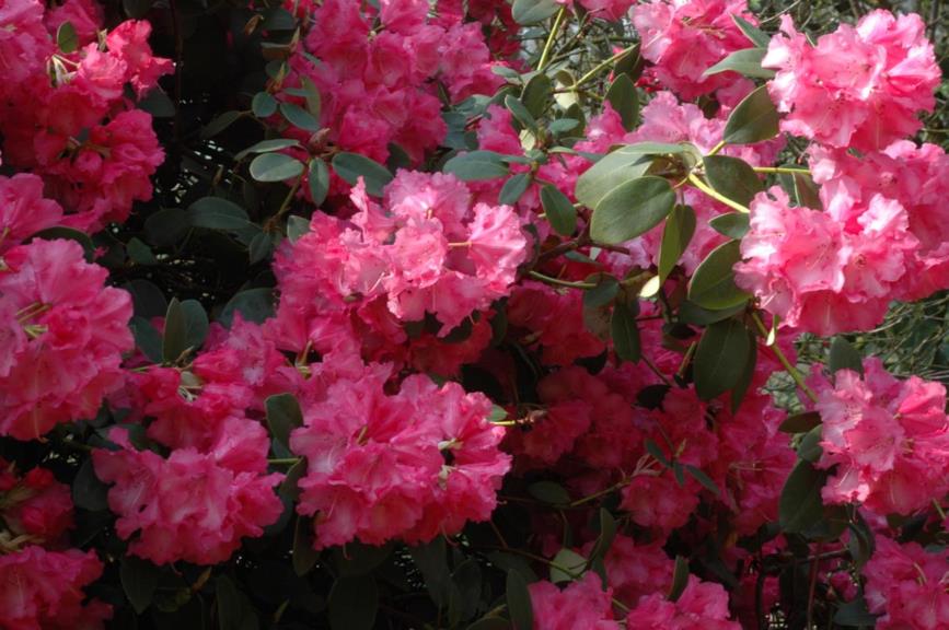 Rhododendron 'Karin' - Rododendron