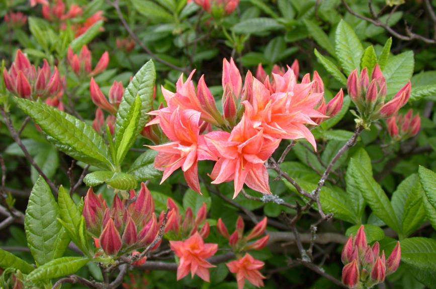 Rhododendron (Rustica Azalea Group) 'Norma' - Azalea