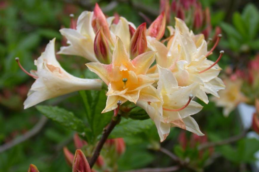 Rhododendron (Rustica Azalea Group) 'Phidias' - Azalea